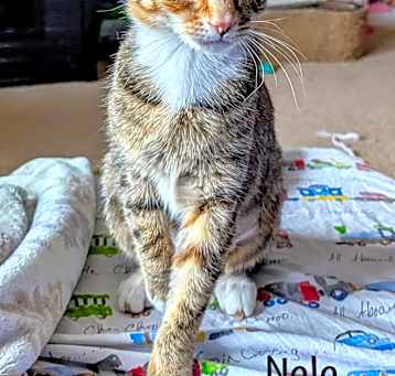 Photo of Nala