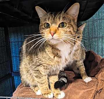 Photo of Kit and Kat - At Petsmart