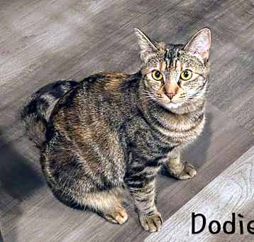 Photo of Dodie