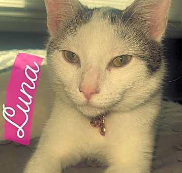 Photo of Luna