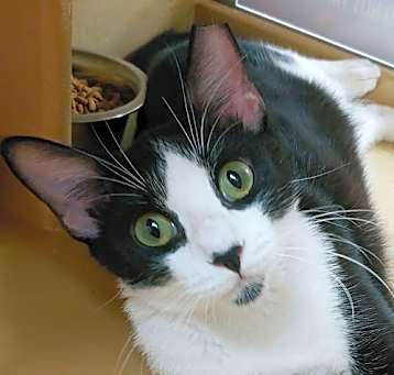 Photo of Scout