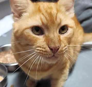 Photo of Brody (Foster Cat)