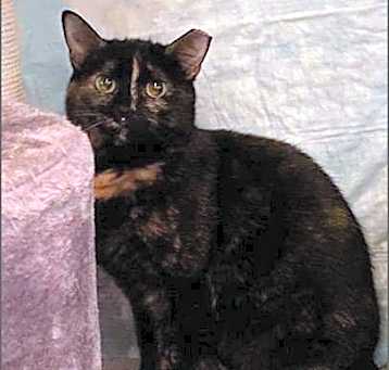 Photo of Honeysuckle (Foster Cat)