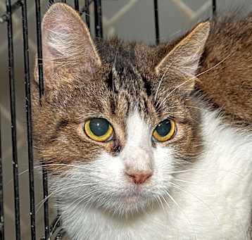 Photo of Kala
