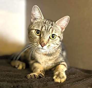 Photo of Zucchini