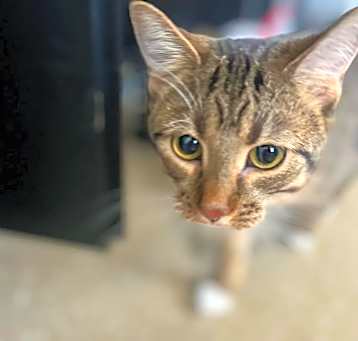 Photo of Loki