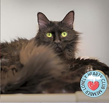 Photo of Olive