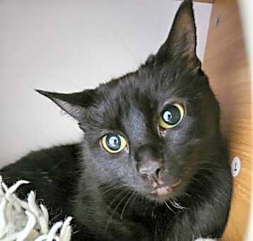 Photo of Midnight