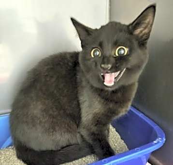 Photo of Kitty