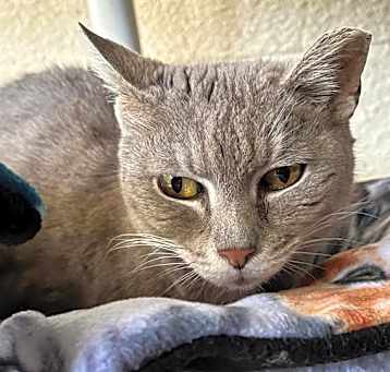 Photo of GRACIE