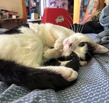 Photo of Babyface