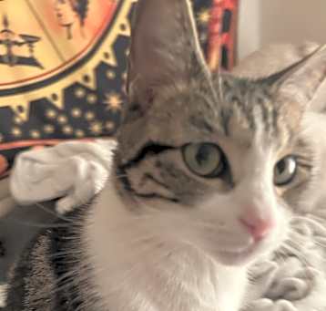 Photo of Snickers