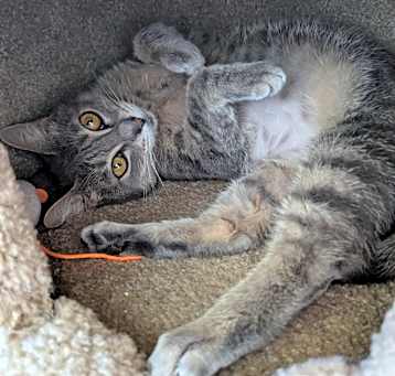 Photo of Yeti