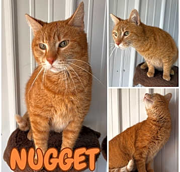 Photo of Nugget