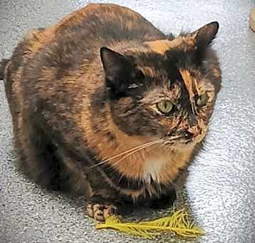 Photo of 655680 Daisy
