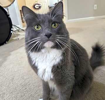 Photo of Gojo