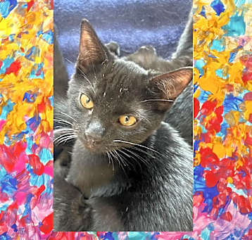 Photo of Luna- SWEETHEART