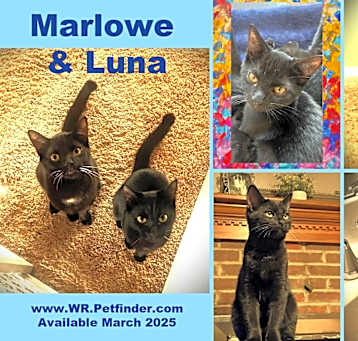 Photo of Marlowe N Luna - 2 for 1