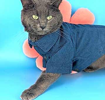 Photo of Valentino
