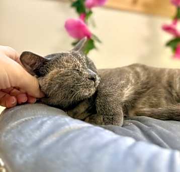 Photo of Little Beauty