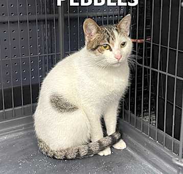 Photo of Pebbles