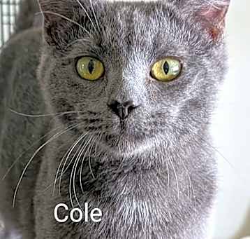 Photo of Cole