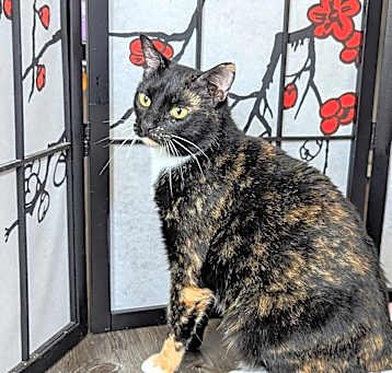 Photo of Ooma