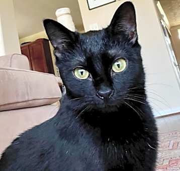 Photo of Nyx