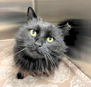 Photo of Cinders