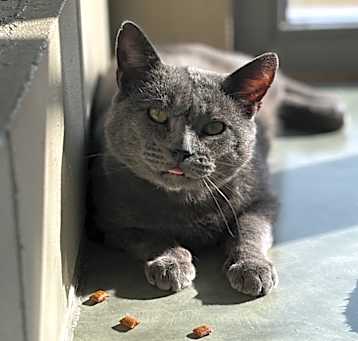 Photo of Caesar
