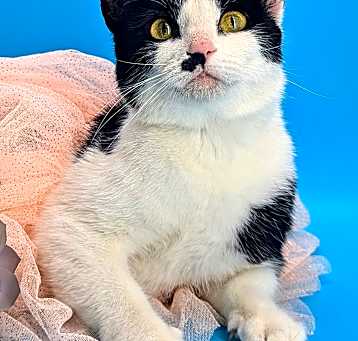 Photo of Marilyn (the Meowdel)
