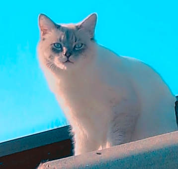Photo of Tuffy