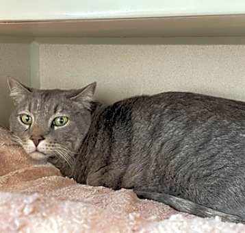 Photo of Dusty