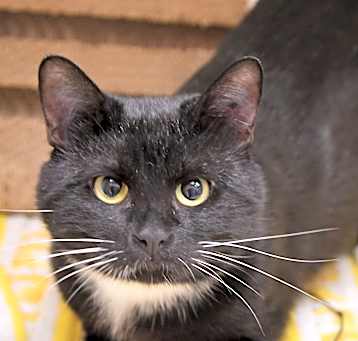Photo of Sylvester