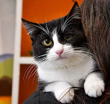 Photo of Bow Tie