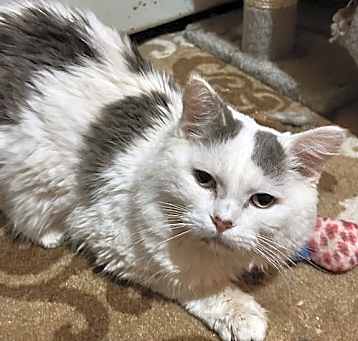 Photo of Sir Love Bug