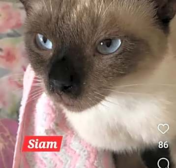 Photo of Siam