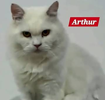 Photo of Arthur