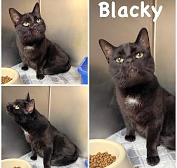 Photo of Blacky