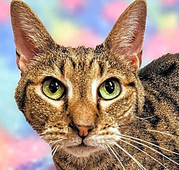 Photo of Rosemary  - RC PetSmart