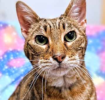 Photo of Waffles