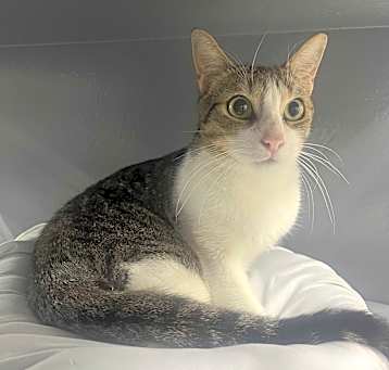 Photo of Purrcy