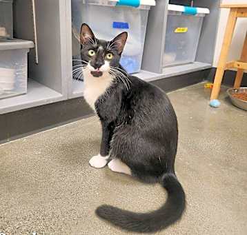 Photo of Smokey