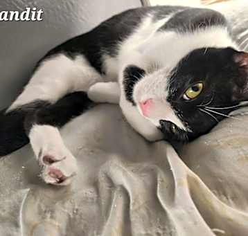 Photo of Bandit