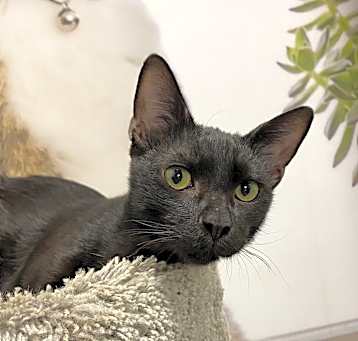 Photo of Onyx