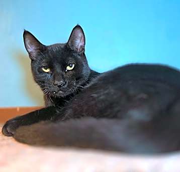 Photo of Jaspurr
