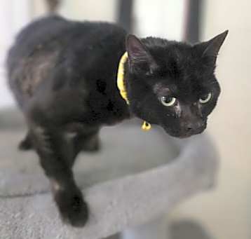 Photo of Phoebe Kitty