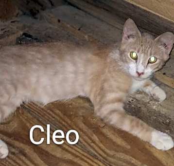 Photo of Cleo