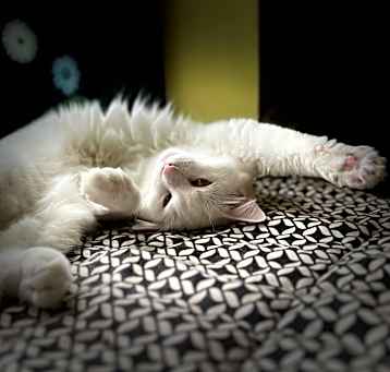 Photo of Bella