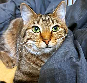 Photo of Tigger